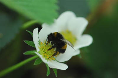 British bumblebee