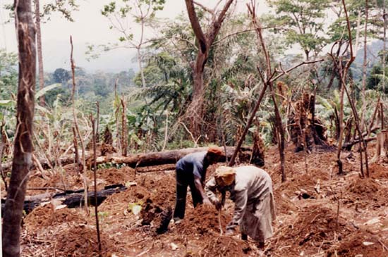 Rural poor in the Niger Delta