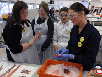 Students from Dallam School exploring the inner workings of the heart in a session run by Biological Sciences