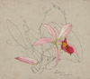 Study of an orchid by John Chambers, watercolour on paper, from 'Botanical Illustrations' exhibition in the Manton Room