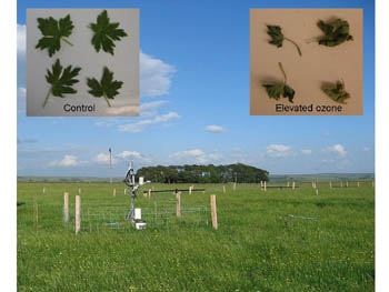 Impact of pollution on Buttercup plants in drought experiments