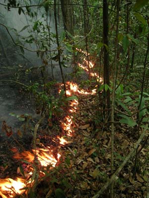 Understorey fire burns a forest reserve in the Brazilian Amazon